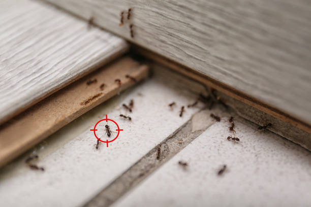 Trusted Maysville, NC Pest Control Experts